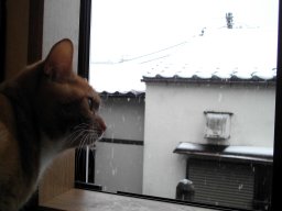 雪見猫